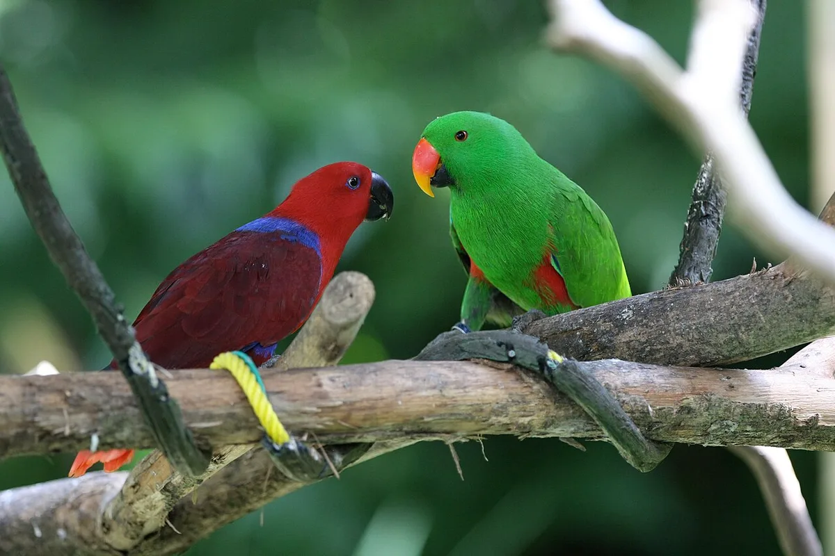 Eclectus parrot facts