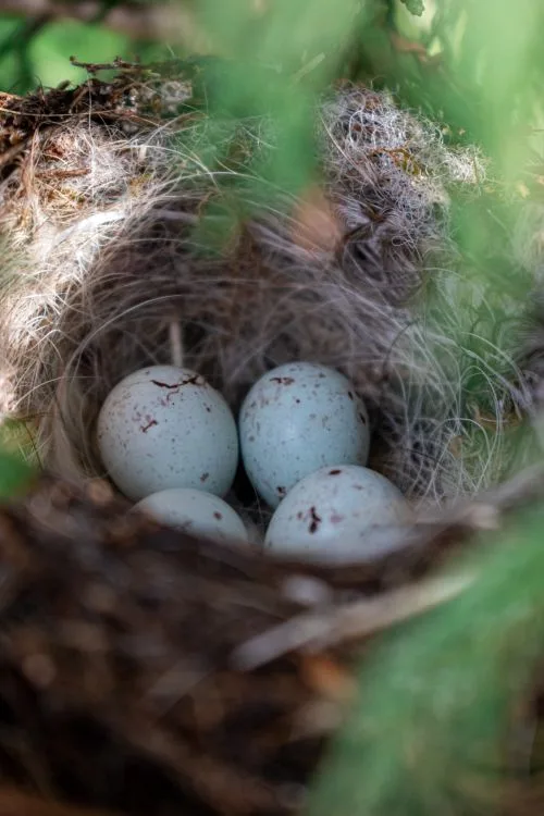 egg identification