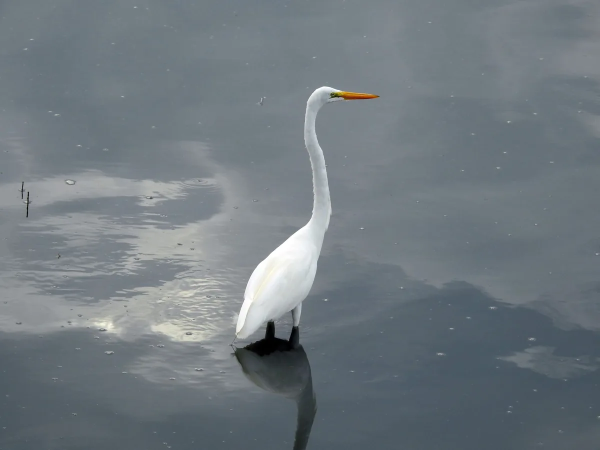 egrets white