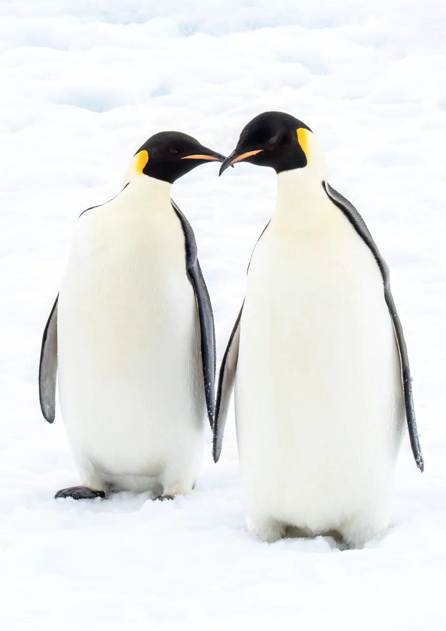 Emperor and King Penguins: The Dedicated Romantics