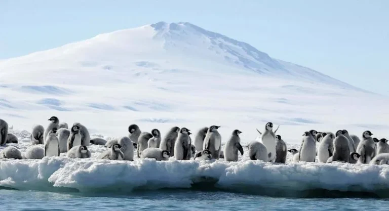 Emperor penguin diving ability