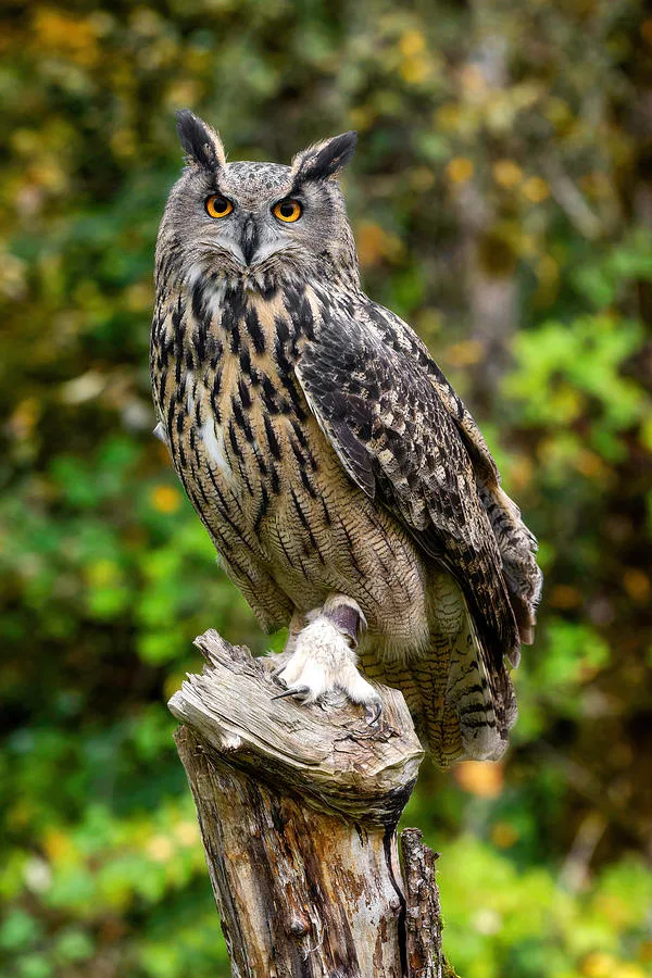 Eurasian Eagle-Owl
