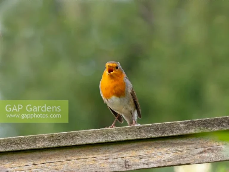 European robin facts