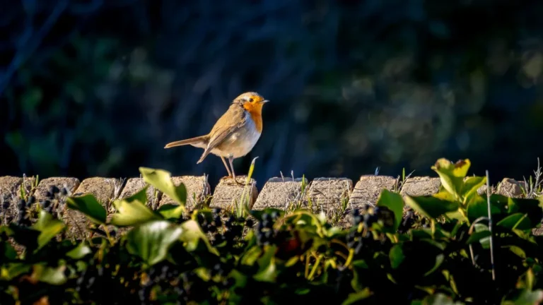 European Robin habitat