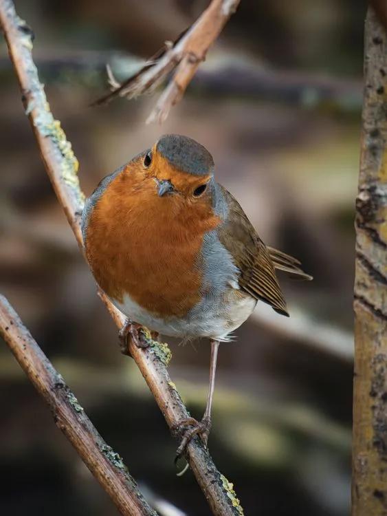 European Robin
