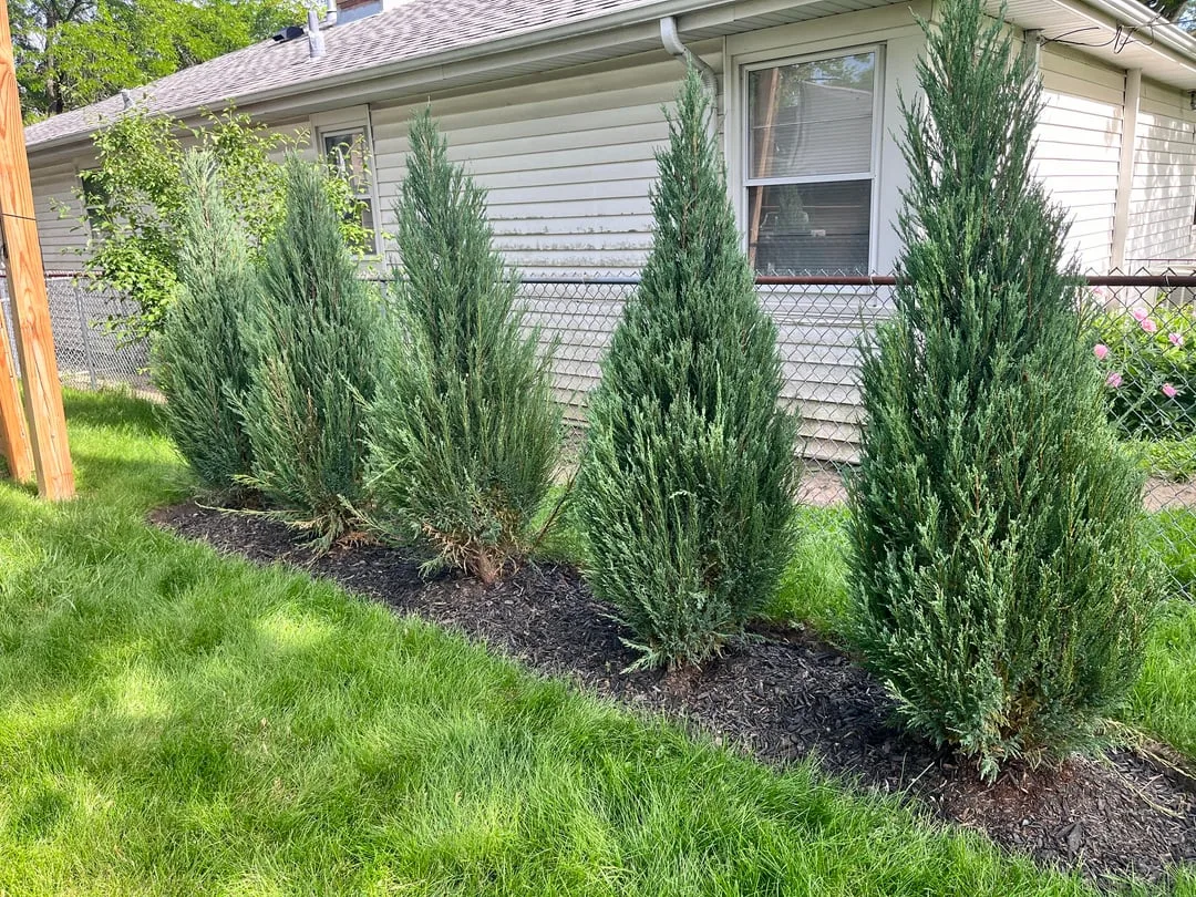 Evergreen Trees