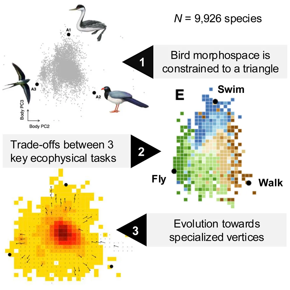 Evolutionary trade-off