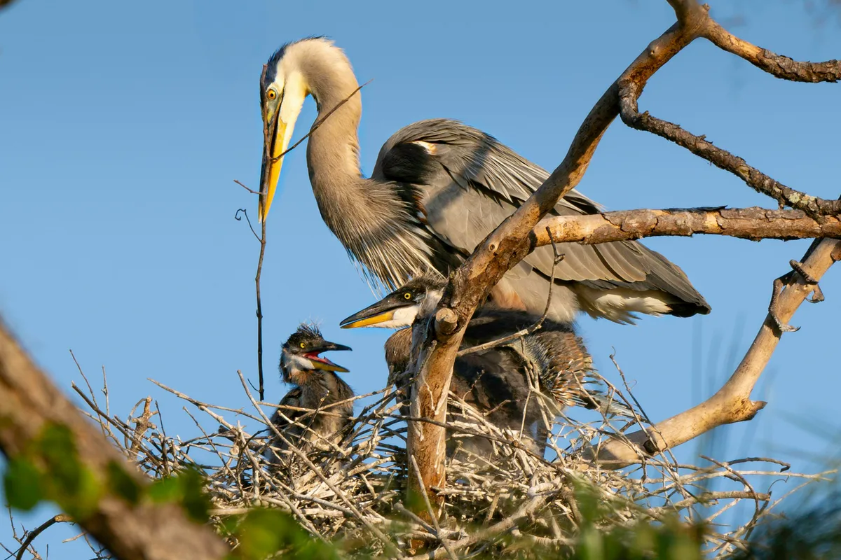 Factors affecting bird lifespan