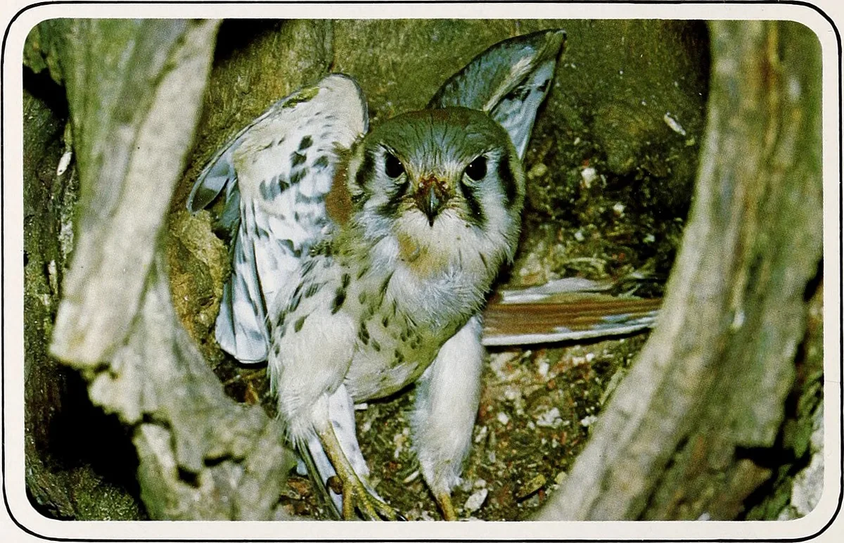 Factors Influencing a Falcon's Years