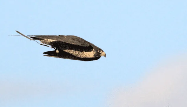 fastest birds in the world