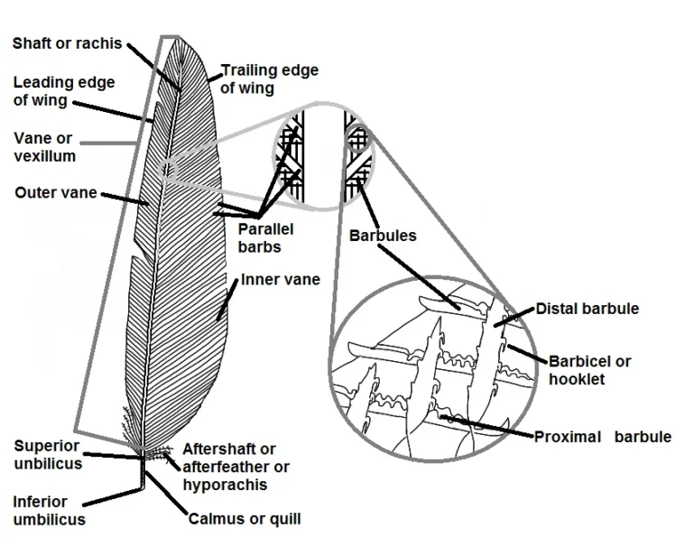 Feather Design: Nature's Tiny Shingles