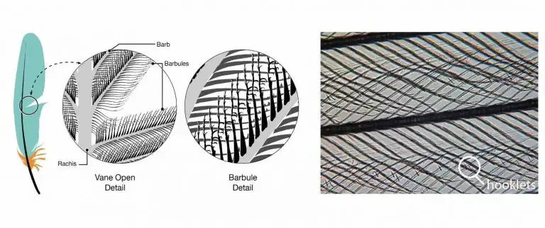 feather structure