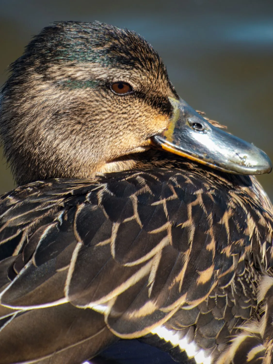 Female ducks: The primary quackers