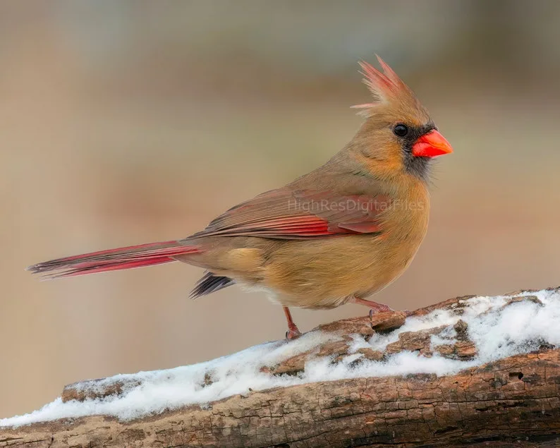 female Northern Cardinal brown red accents