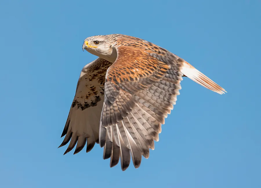 Ferruginous Hawk