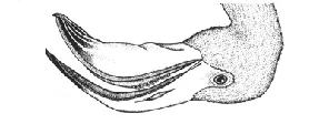 Filter-feeding apparatus
