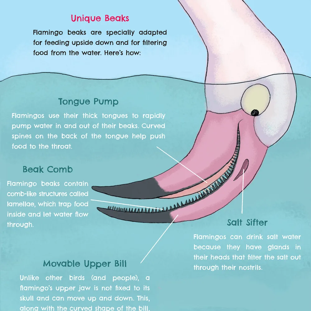Flamingo's specialized beak