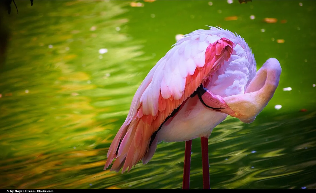 flamingo sleep postures