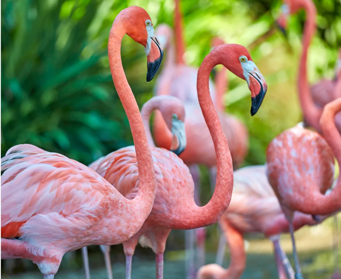 flamingos pink