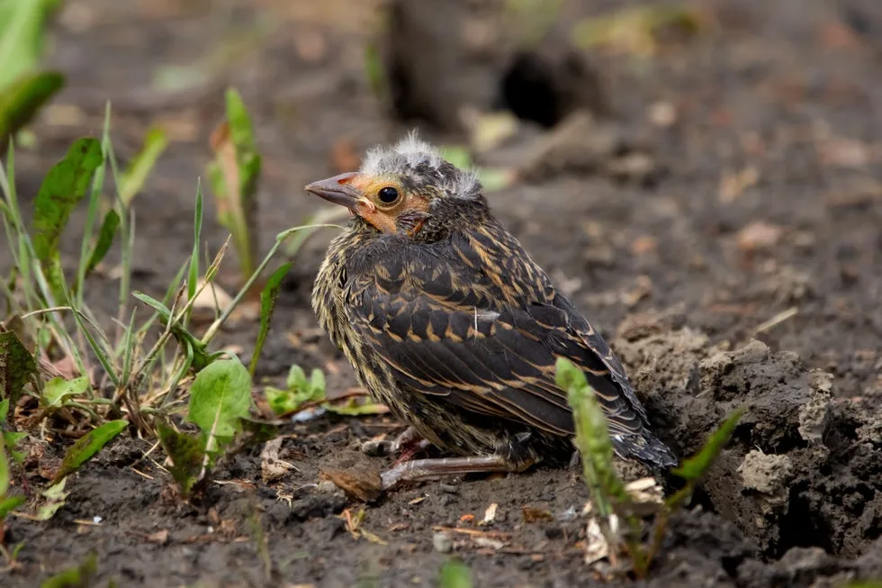 fledging