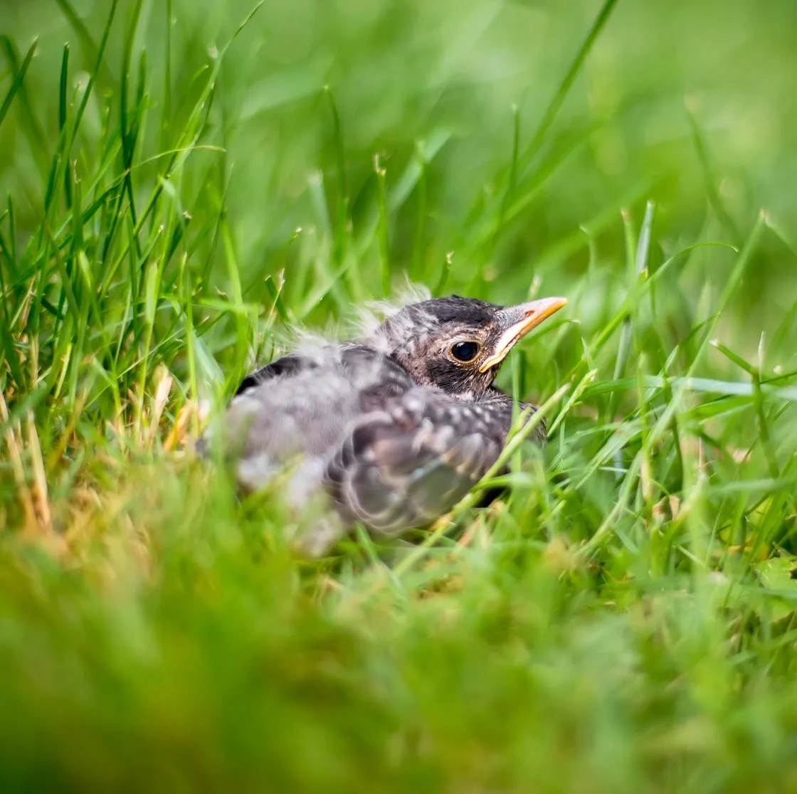 fledgling baby bird