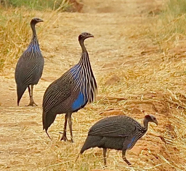 flightless birds
