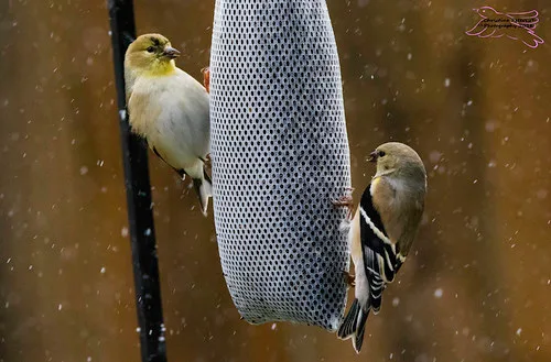 Food Scarcity and Cold Weather