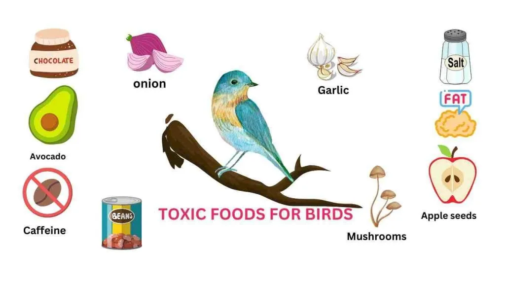 Foods That Are Dangerous for Macaws