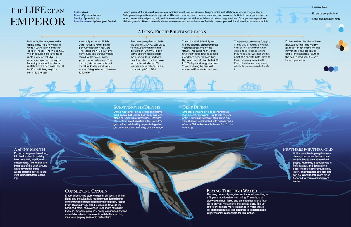 foraging dives