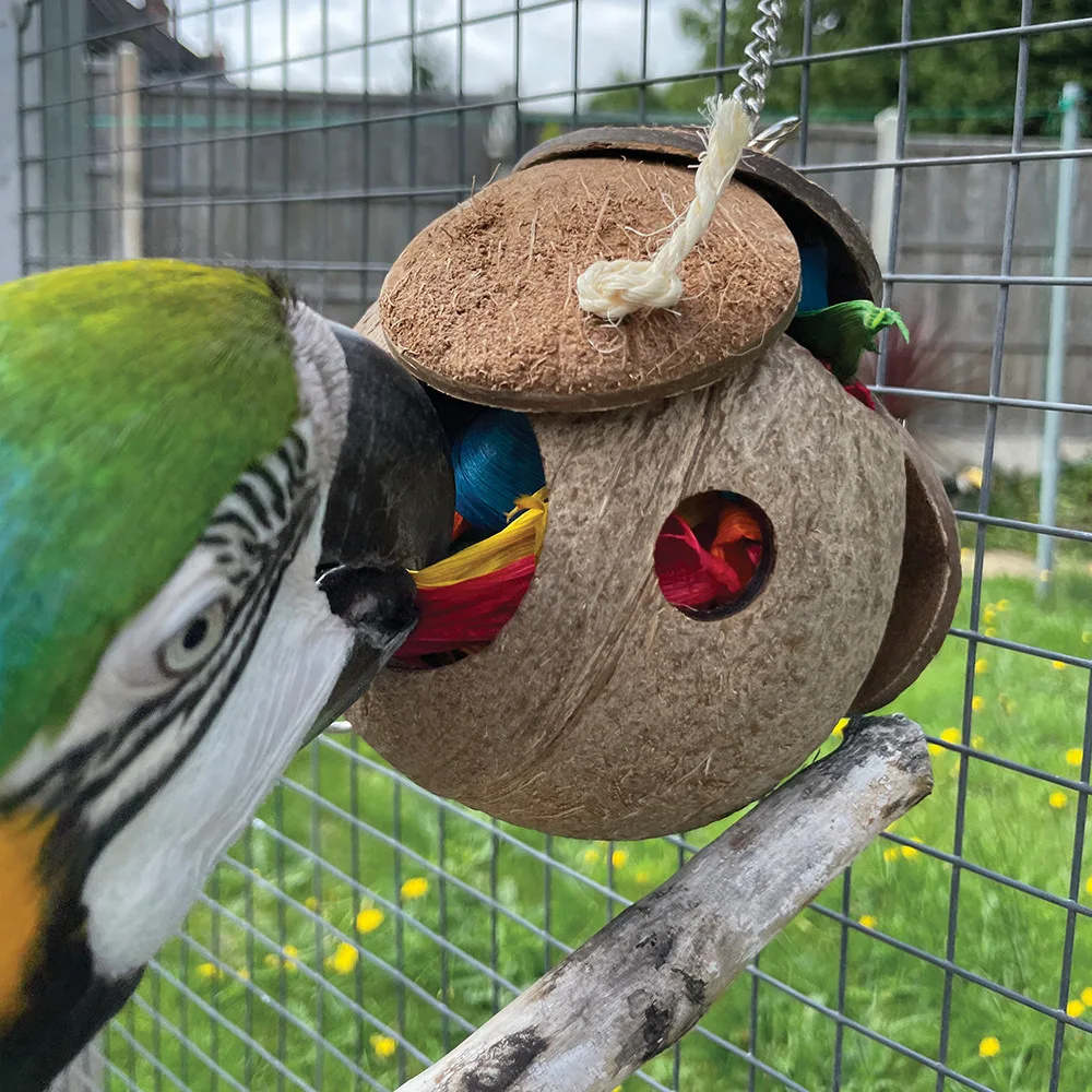 foraging enrichment