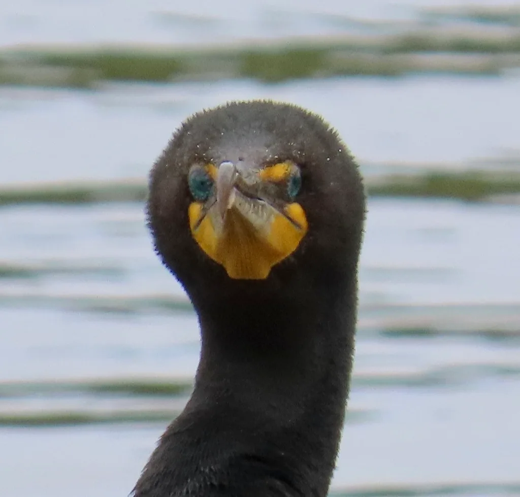 foraging