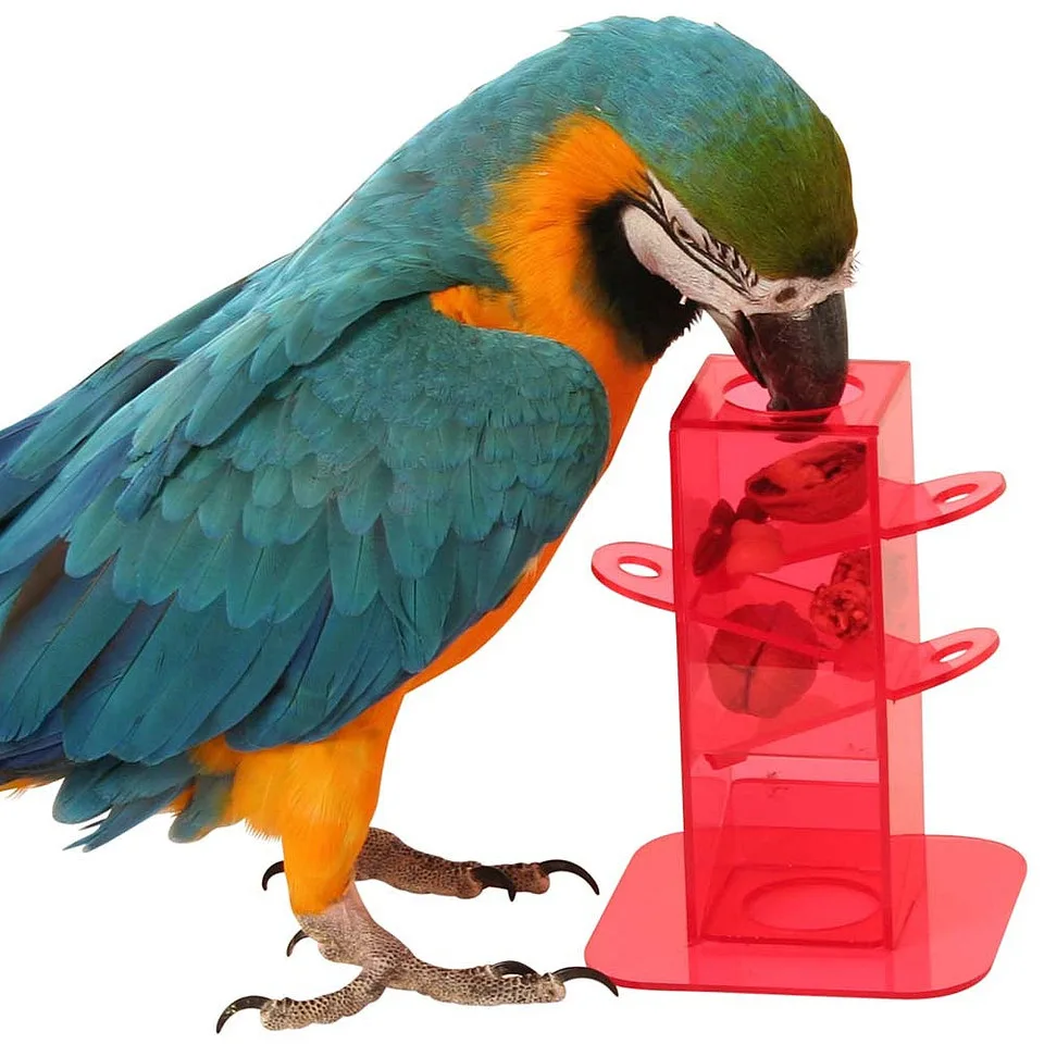 Foraging Training