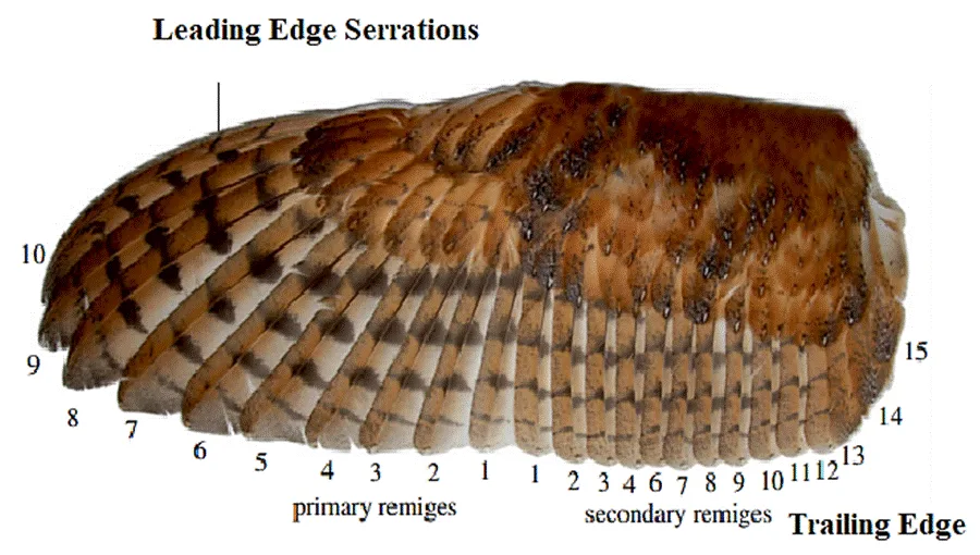 Fringed feather edges