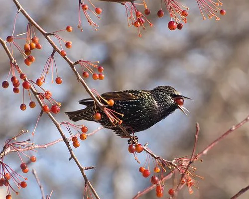 frugivorous feeding