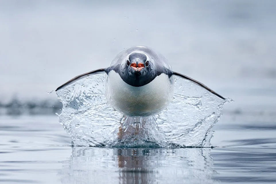Gentoo penguin speed