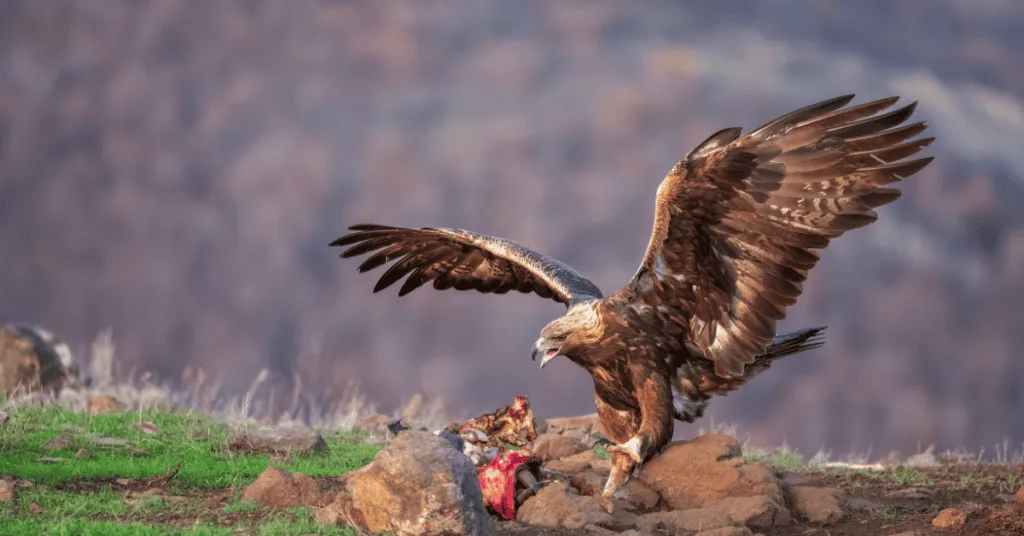 Golden Eagle Hunting