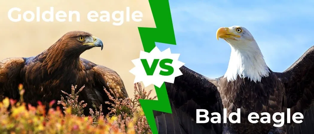 Golden Eagle