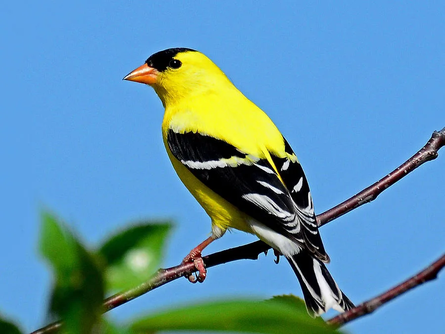 goldfinch facts