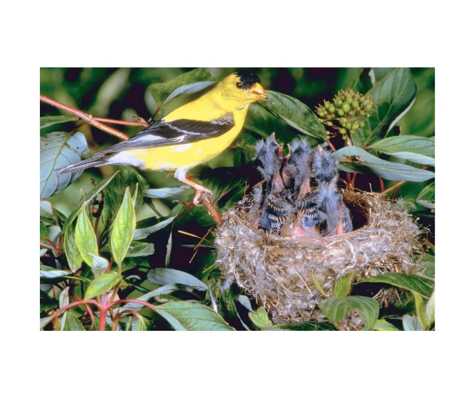 Goldfinch Nesting Habits