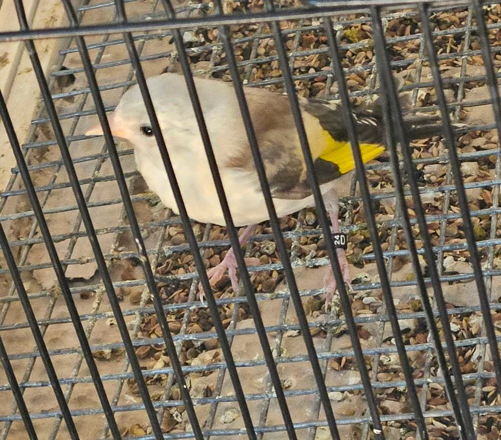 Goldfinches in Captivity vs. the Wild: A Tale of Two Lifespans