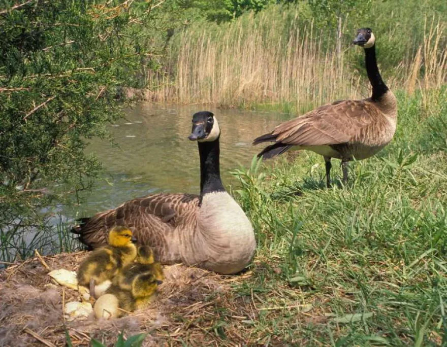 Goslings