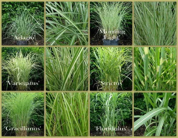 Grasses (various types)