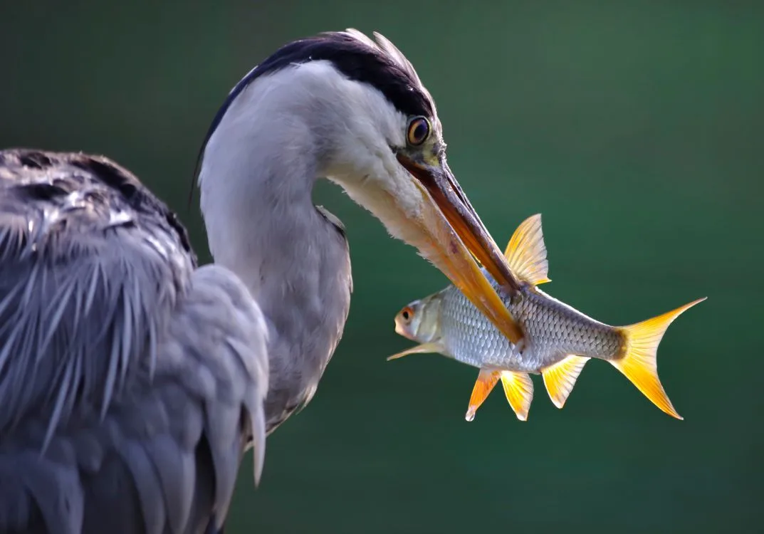 great blue heron diet