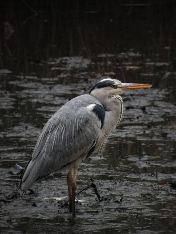 great blue heron facts