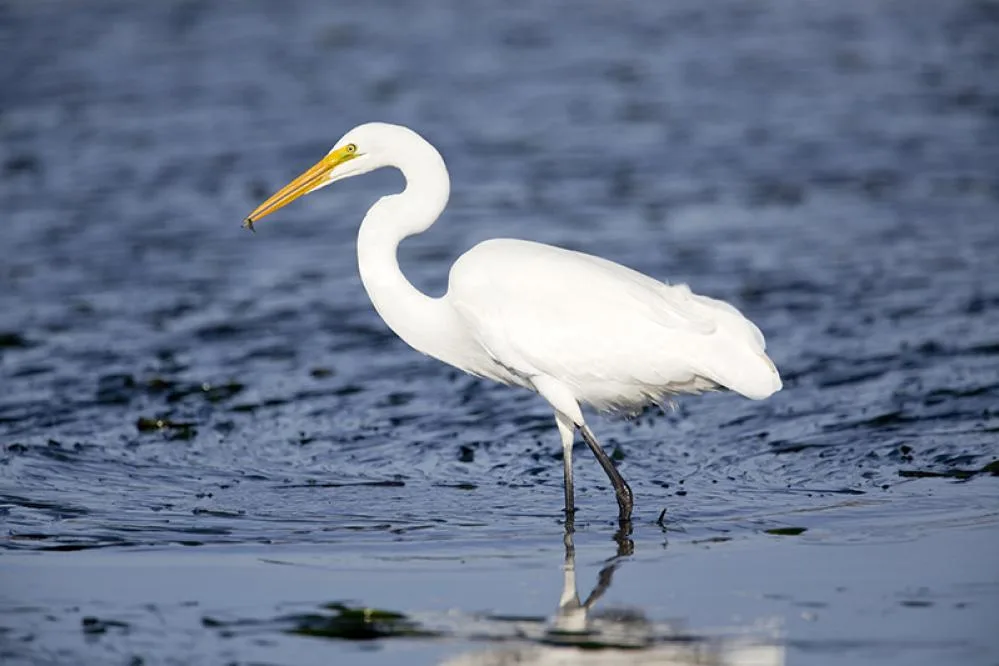 Great Egret