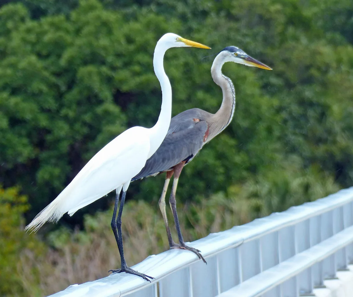 Great Egret