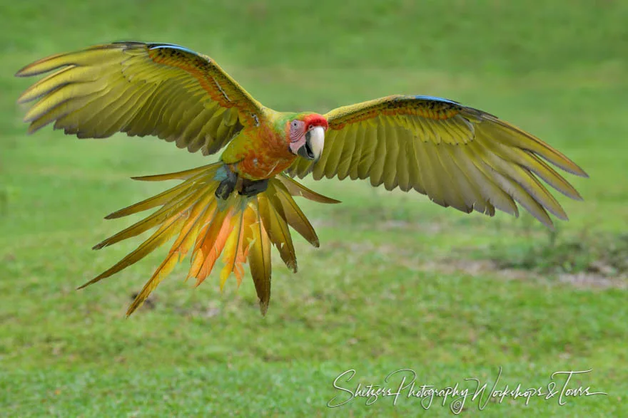 Great Green Macaw