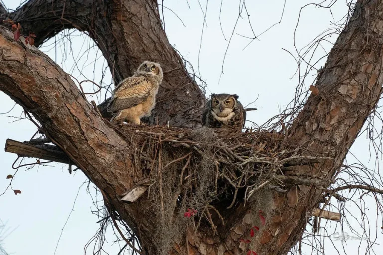 Great Horned Owl nest