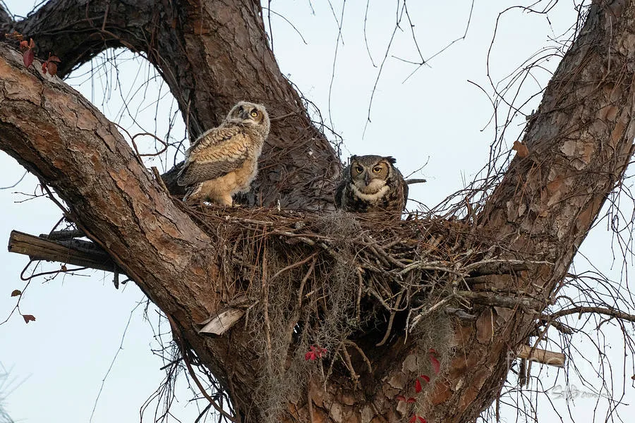 Great Horned Owl nest