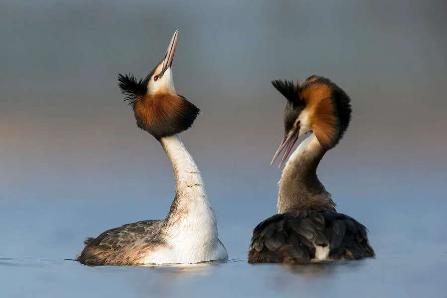 grebe courtship dance